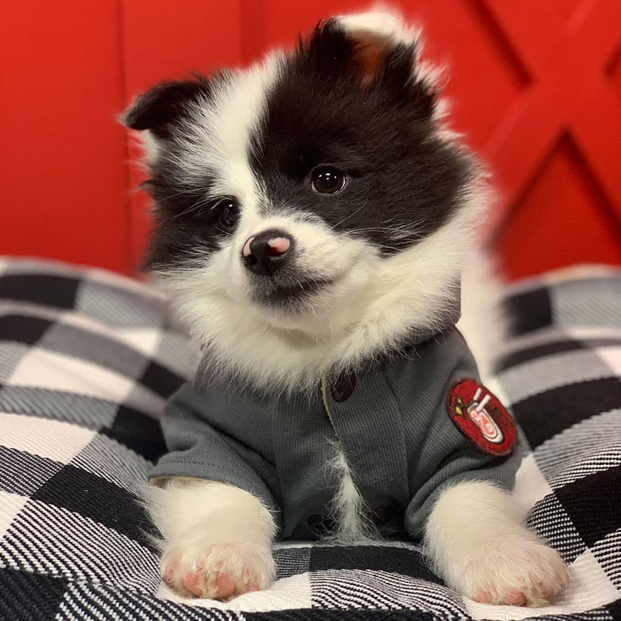 Puppy Therapy